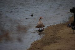 IMG_5988-scaled
