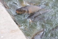 IMG_6065-scaled