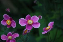 IMG_6081-scaled