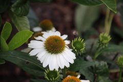 IMG_6091-scaled