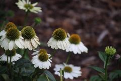 IMG_6093-scaled
