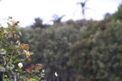 IMG_6096-scaled