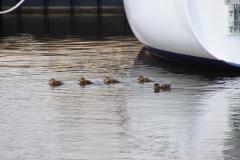IMG_0795-1024x682