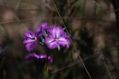 IMG_1151