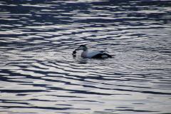 IMG_6805