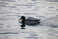 IMG_6820