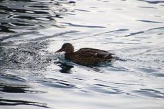 IMG_6823
