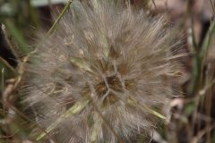 IMG_5678-scaled