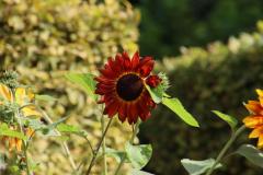 IMG_6581