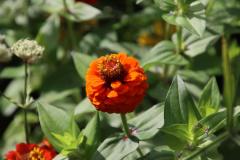 IMG_6585
