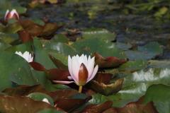 IMG_7264