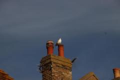 IMG_6907