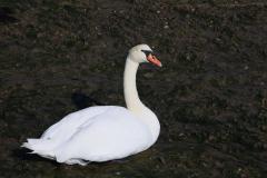 IMG_7371