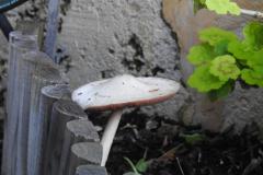 DSCN1688