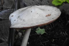 DSCN1701