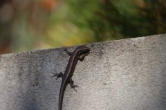 Common garden skink