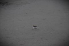 IMG_6441-1024x682