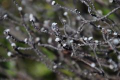 IMG_6650-1024x682
