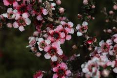 IMG_6768-1024x682