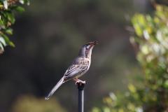 IMG_6801-1024x682
