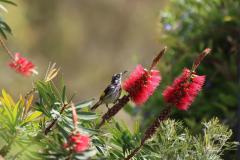 IMG_6806-1024x682