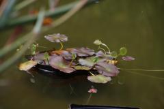 IMG_7014-1024x682
