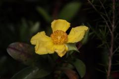 IMG_7050-1024x682