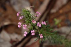 IMG_7173-1024x682