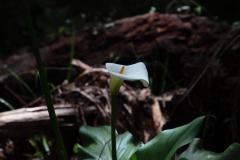 IMG_7176-1024x682