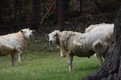 IMG_7267-1024x682