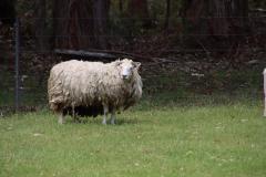 IMG_7270-1024x682