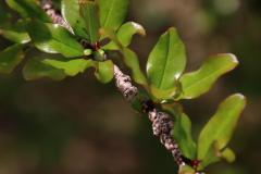 IMG_7323-1024x682