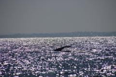 IMG_1973