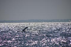 IMG_1977