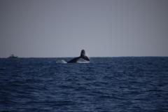 IMG_1989