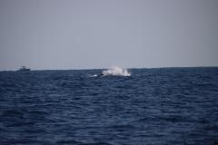 IMG_1991