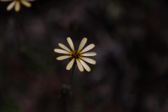 IMG_2938-scaled
