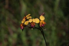 IMG_2959-scaled