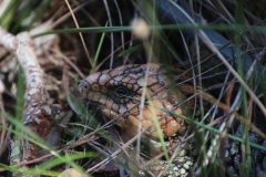 IMG_2970-scaled