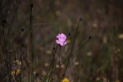 IMG_2987-scaled