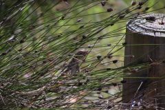 IMG_3005-scaled