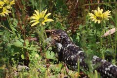IMG_3018-scaled