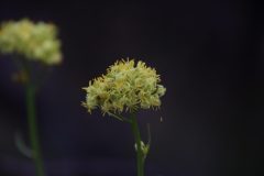 IMG_3104-scaled