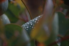 IMG_3107-scaled