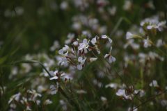 IMG_3234-scaled