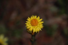 IMG_3346-1-scaled