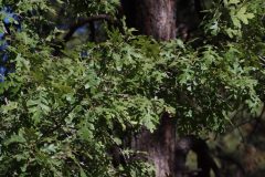 IMG_8711-scaled
