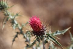 IMG_8759-scaled