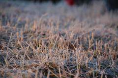IMG_8019